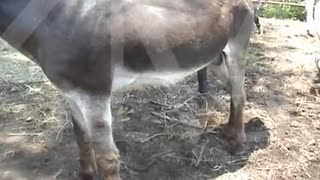 Тәжіктердің есекпен секс