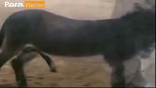 Камерадағы есекпен хайуанаттар бағында секс: есек өз мүшесін сорады